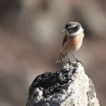 10 Hair Care Tips for Healthy, Shiny Locks