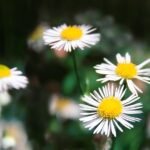 Unlock Your Inner Beauty: Mindful Tips for Self-Care