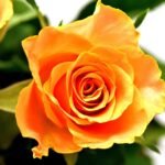 10 Beauty Tips That Will Transform Your Skincare Routine