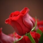 The Secret to Ageless Beauty: Top Anti-Aging Tips